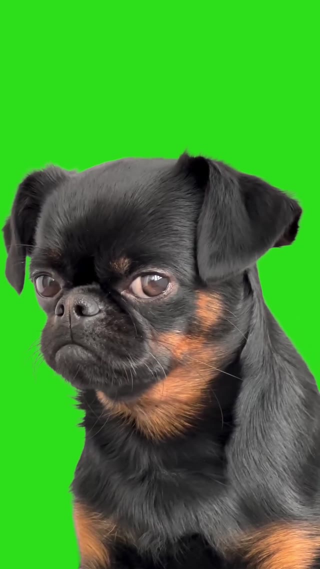 Sad dog funny dog green screen