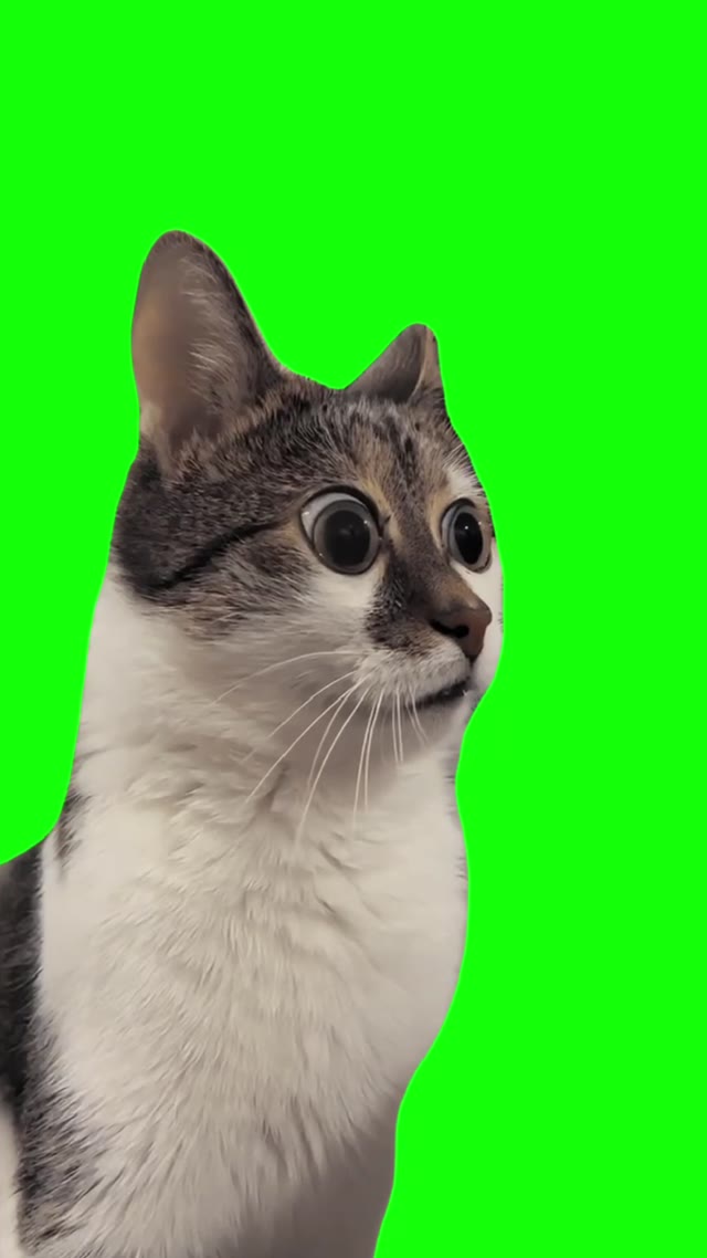 Shocked cat green screen