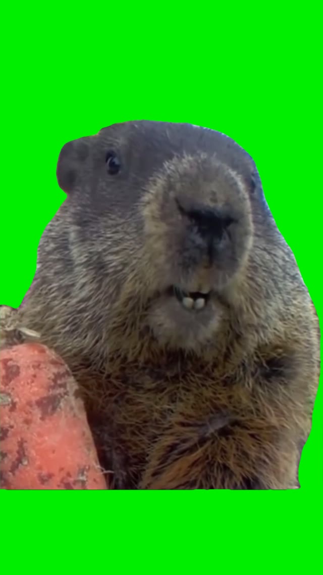 Shocked groundhog green screen
