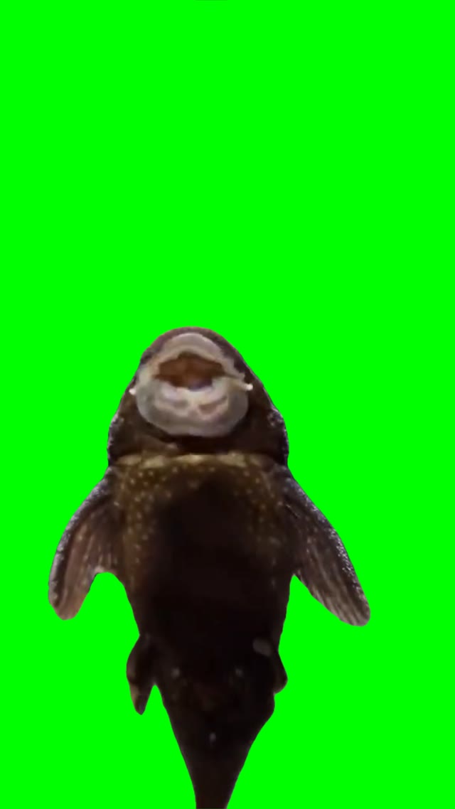Singing catffish green screen