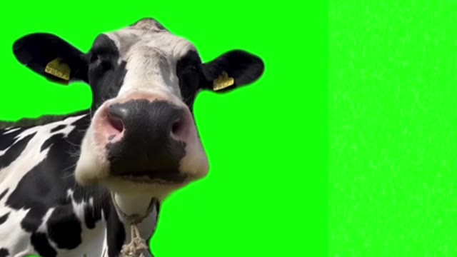 Smacking lips cow green screen