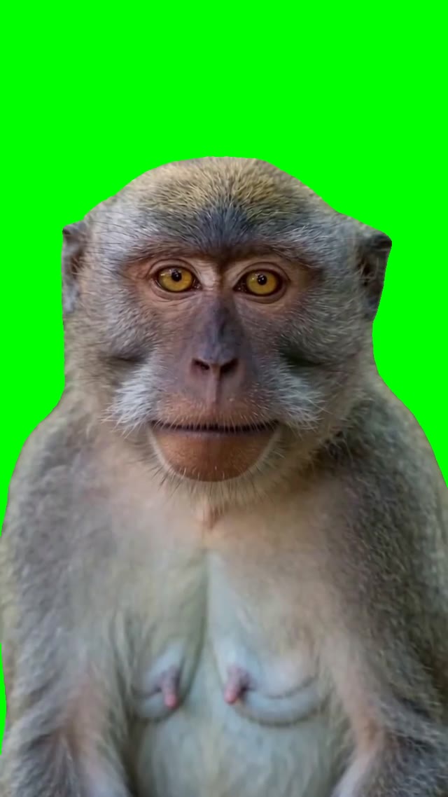 Smiling Monkey green screen