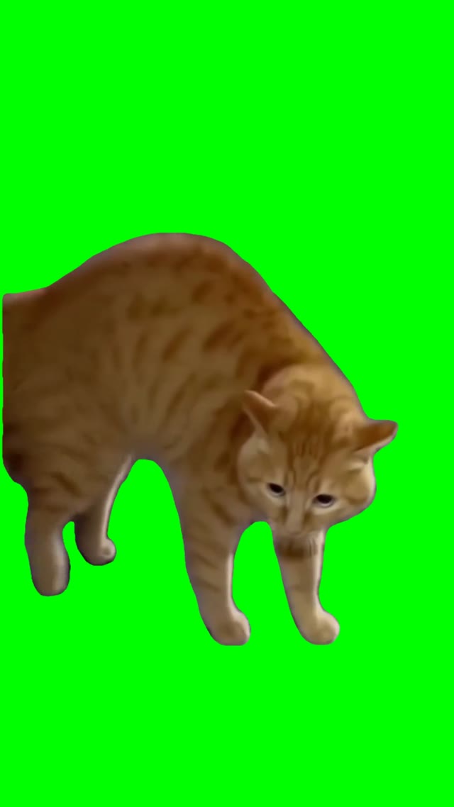 Talking Cat green screen
