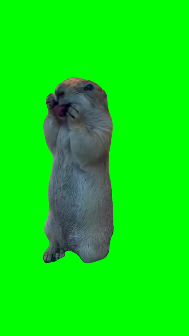 Talking beaver green screen