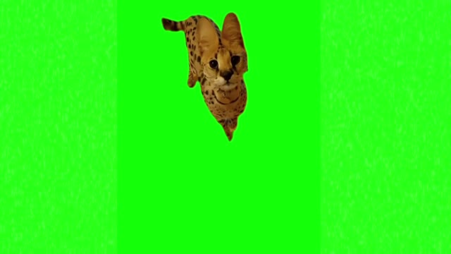 Talking orange rare cat green screen
