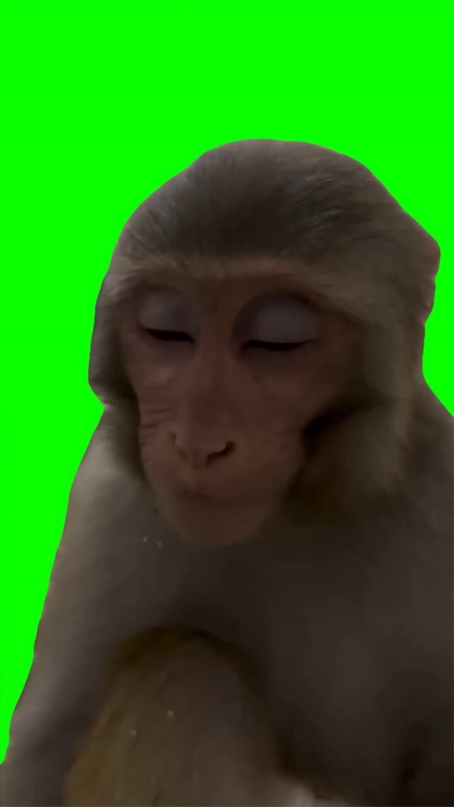 Tired monkey green screen