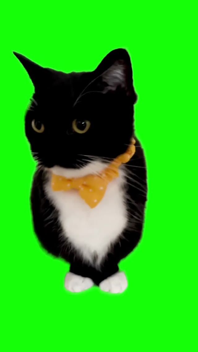 Uni the cat with a yellow bowtie green screen