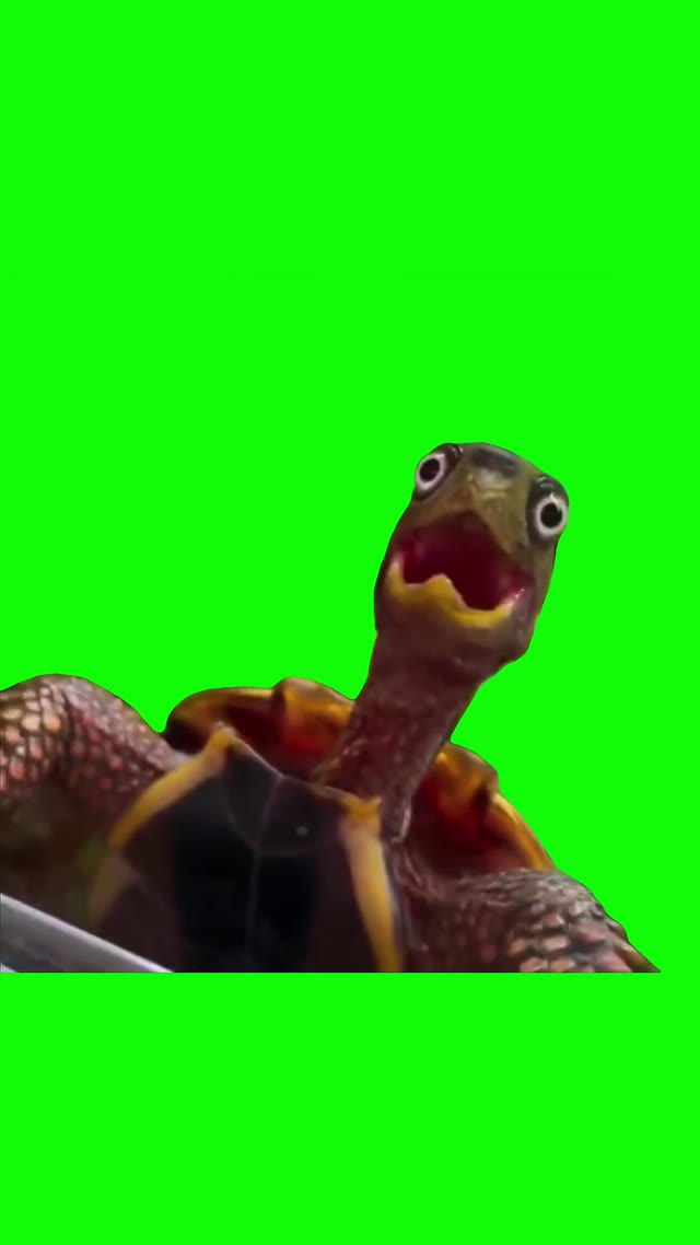 Woah turtle  green screen