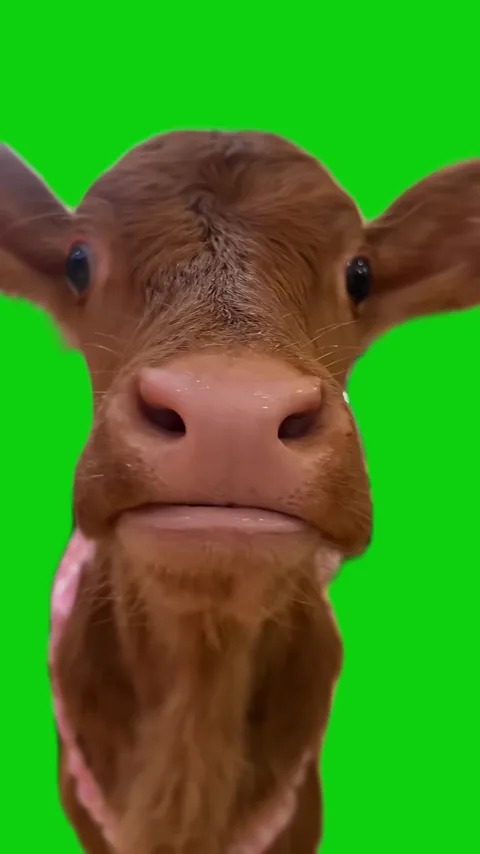 Cute cow head towards camera green screen