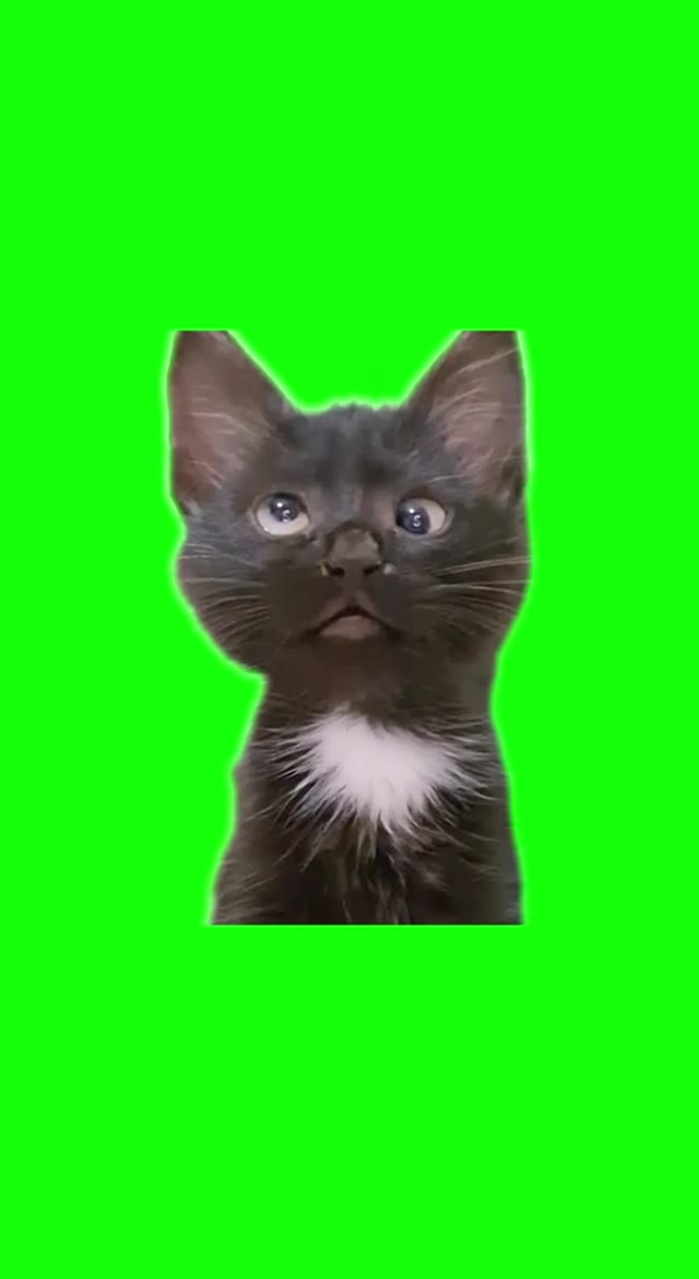 agh agh cat green screen