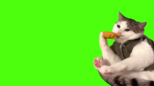 cat sniffs his finger green screen