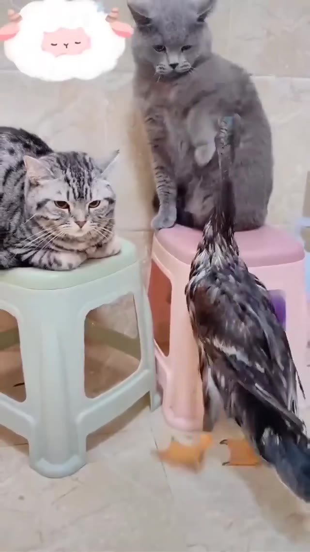 cats slap the duck green screen