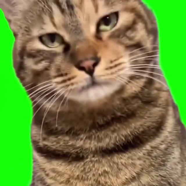 disappointed cat green screen