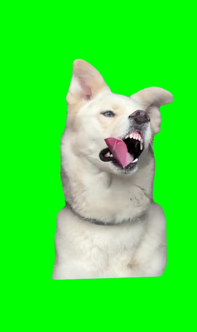 dog licking window green screen