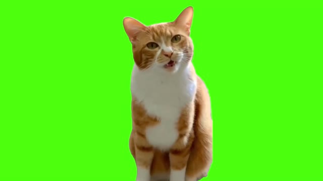 ha hee cat green screen