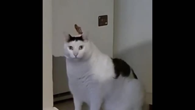 huh cat green screen