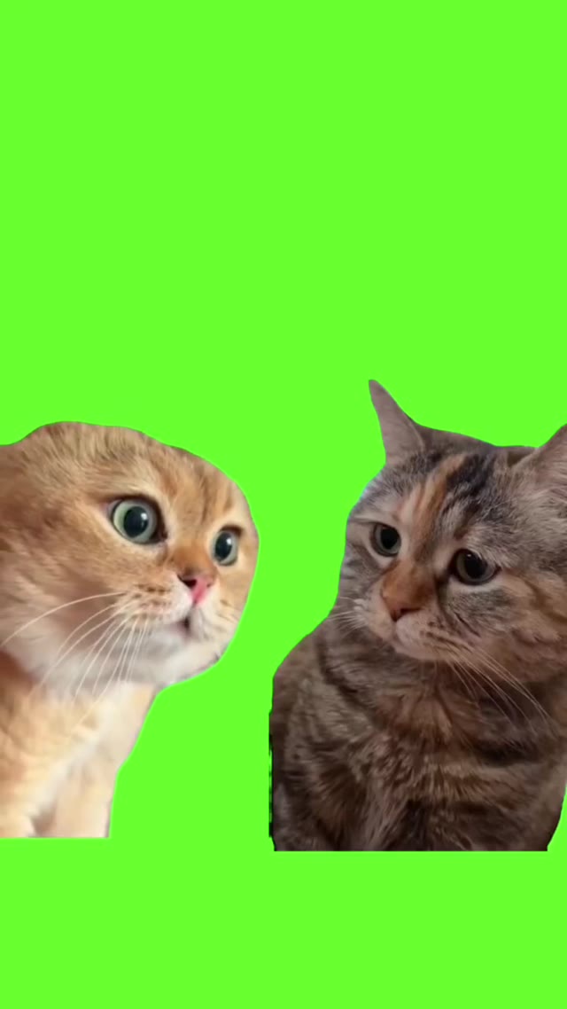 two cats talking 1 green screen